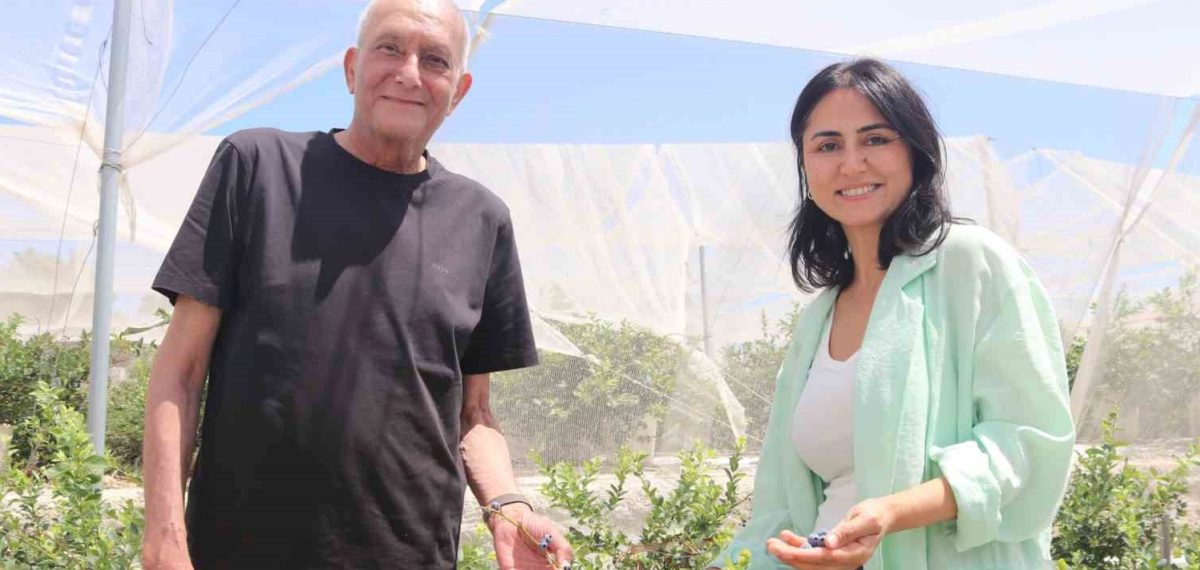 Urla’da emekli çift topraksız serada yaban mersini ve tropik denemeleri başlattı