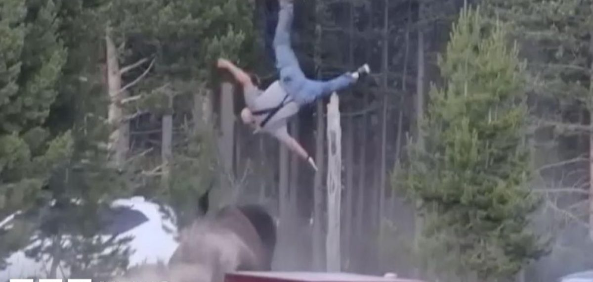 Yellowstone bison charges and injures visitor; man suffers multiple hip fractures