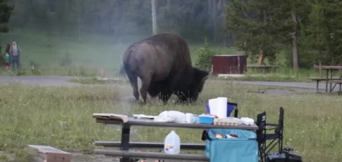 Yellowstone’da bizon saldırısı: Yaşlı adam 2,5 metre havaya fırlatıldı