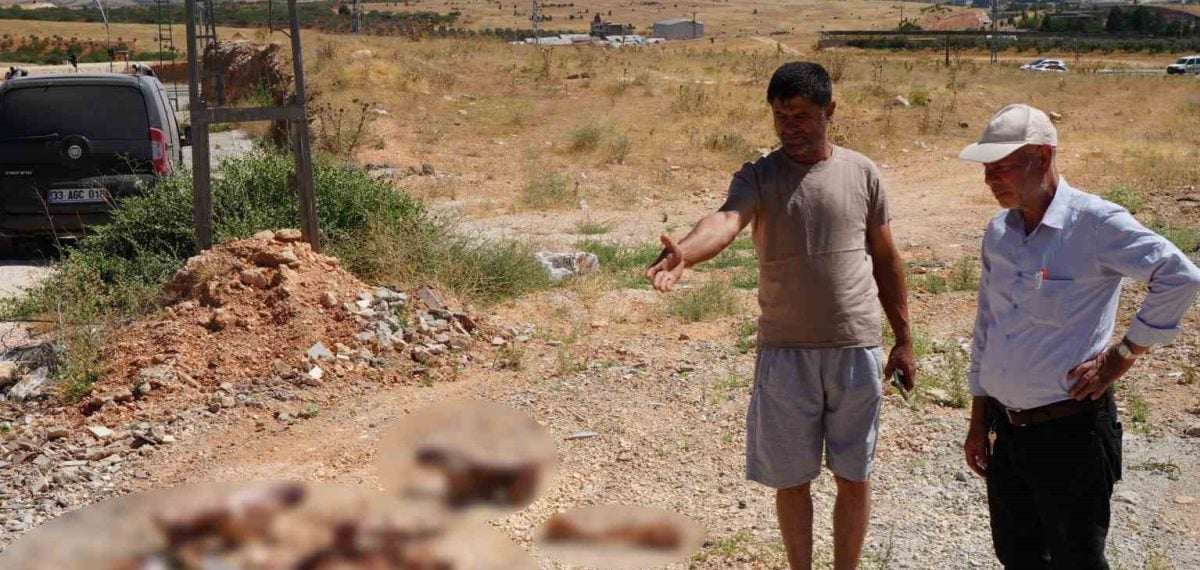 Yol kenarında at ve katır kemikleri bulundu, vatandaş yetkililerden işlem istedi