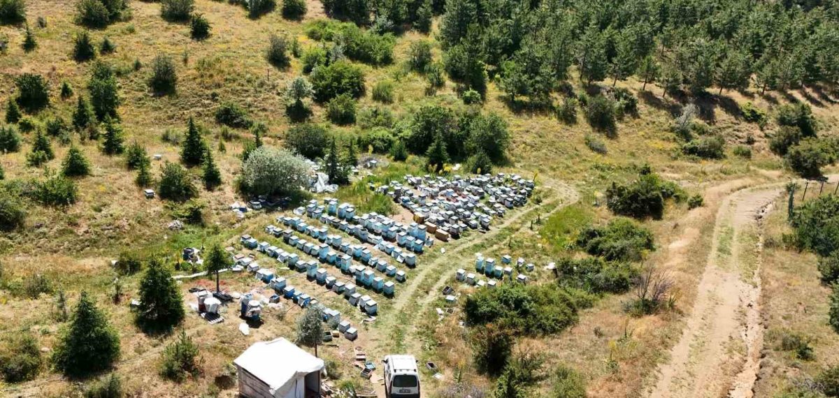 Yozgat’ta çiçeklenme sürüyor, arıcılar verimli sezon bekliyor