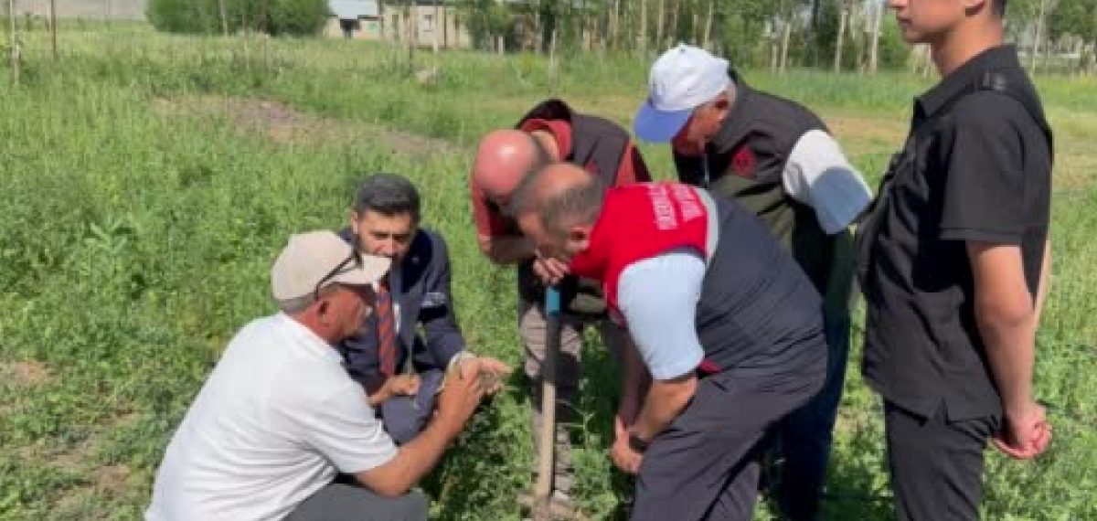 Yüksekova’da salep üretimi ticarileşti; ilk başarılı hasat yapıldı