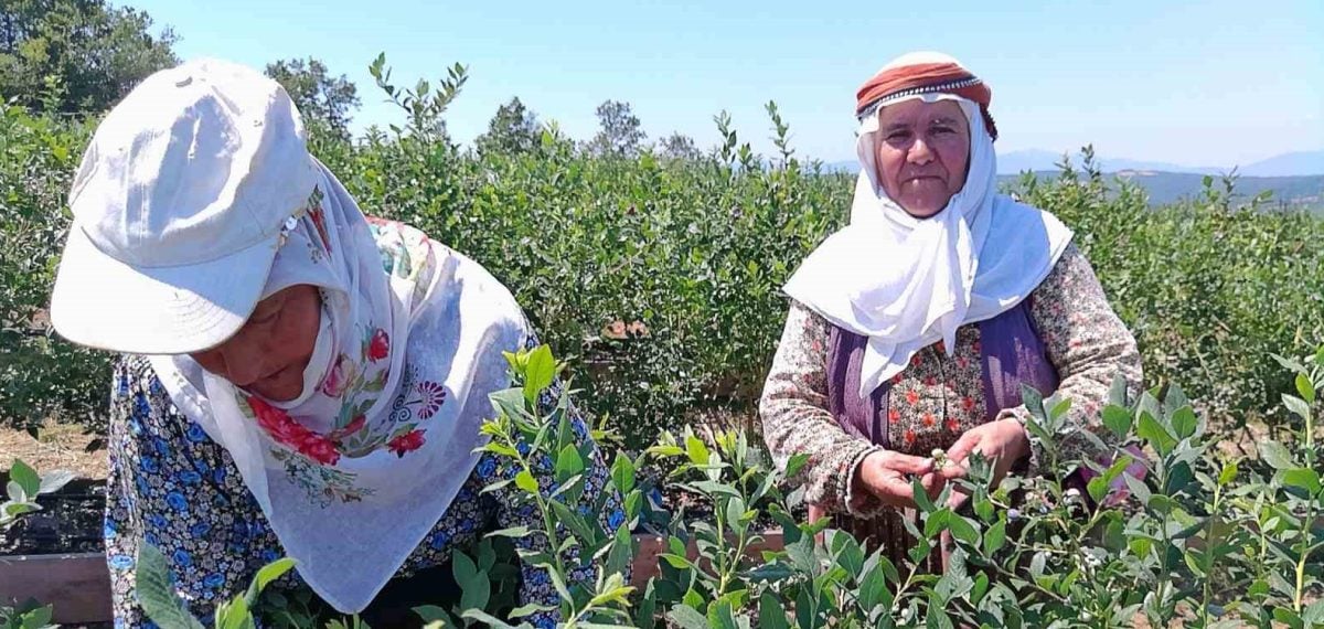 Yüzde 50 hibe destekli yaban mersini bahçesinde ilk ticari hasat gerçekleşti