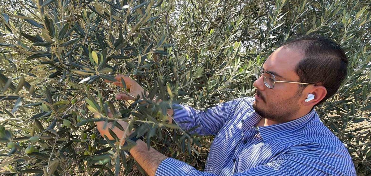 ABD’nin yeni zeytinyağı gümrük tarifesi Türkiye’ye rekabet dezavantajı getirdi