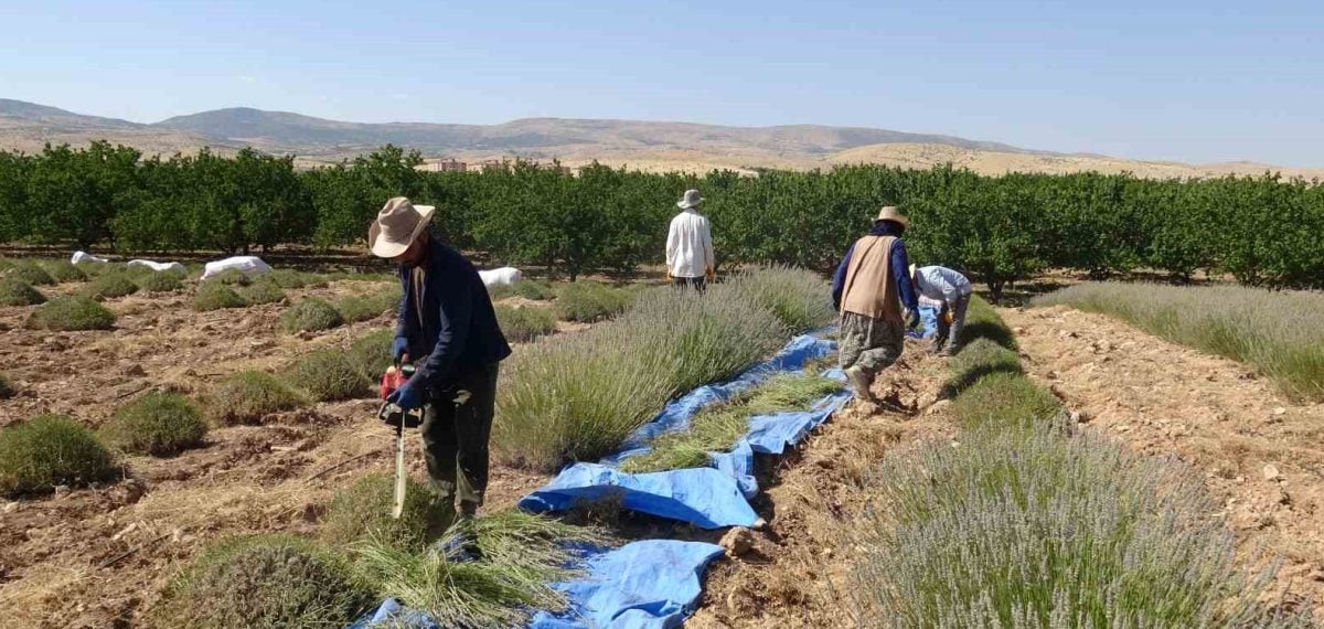 Akçadağ’da kavurucu sıcağa rağmen lavanta hasadı başladı, üreticinin hedefi turizme açmak