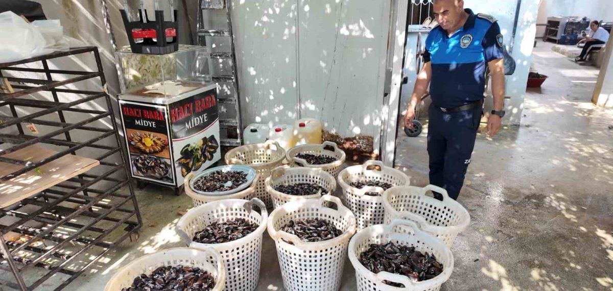 Akdeniz’de izinsiz midye üretimi durduruldu, 200 kg ürün imha edildi