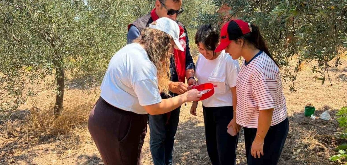 Akhisar ve Gördes’te zeytin ile meyve sineği takibi: saha kontrolleri sürüyor