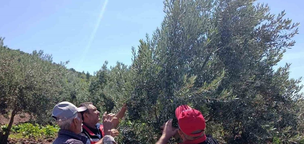 Akhisar zeytinliklerinde üreticilere hastalık ve zararlı bilgilendirmesi