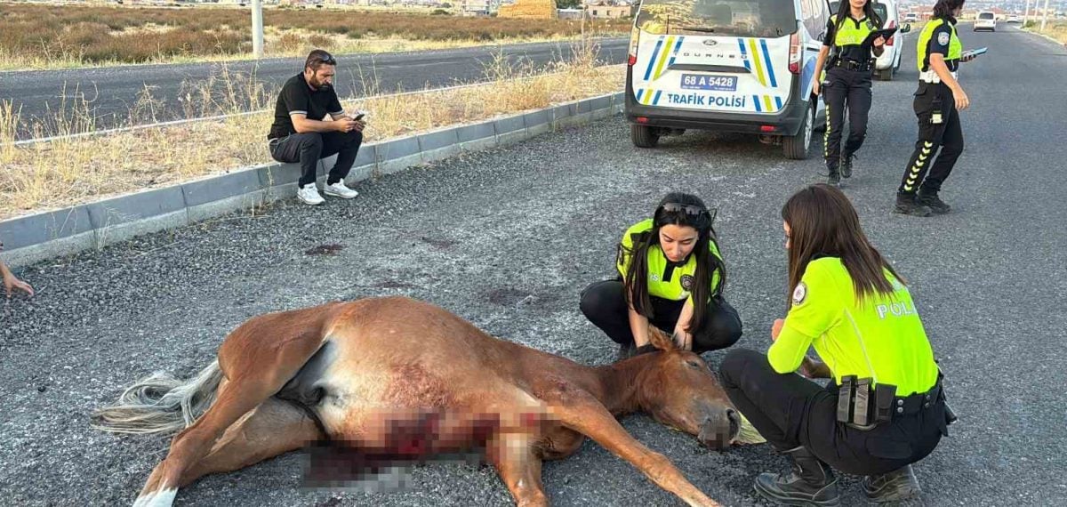 Aksaray’da yaralı at saatler sonra güçlükle barınağa götürüldü