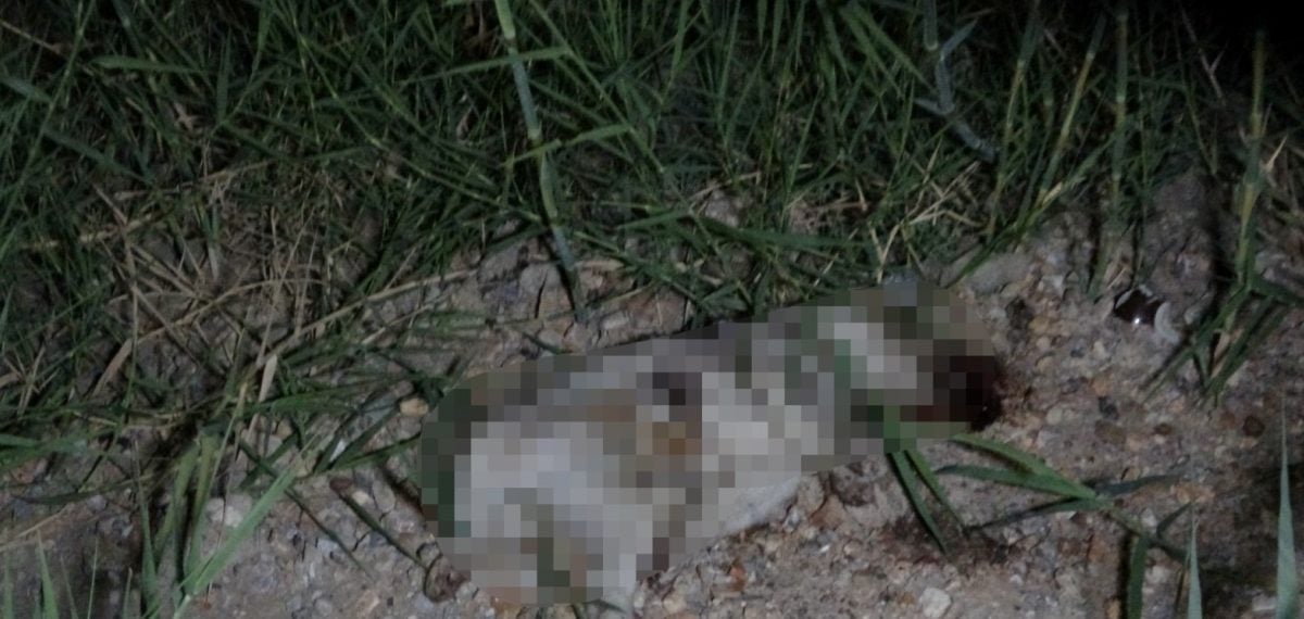 Alman turistin köpeğe taşla müdahalesi motokuryenin kask kamerasıyla tespit edildi