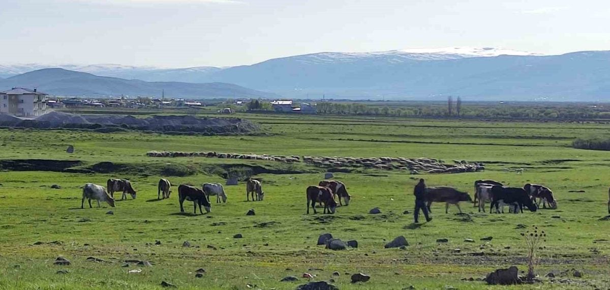 Ardahan’da bir işletmede kuduz tespit edildi, bölge karantinaya alındı
