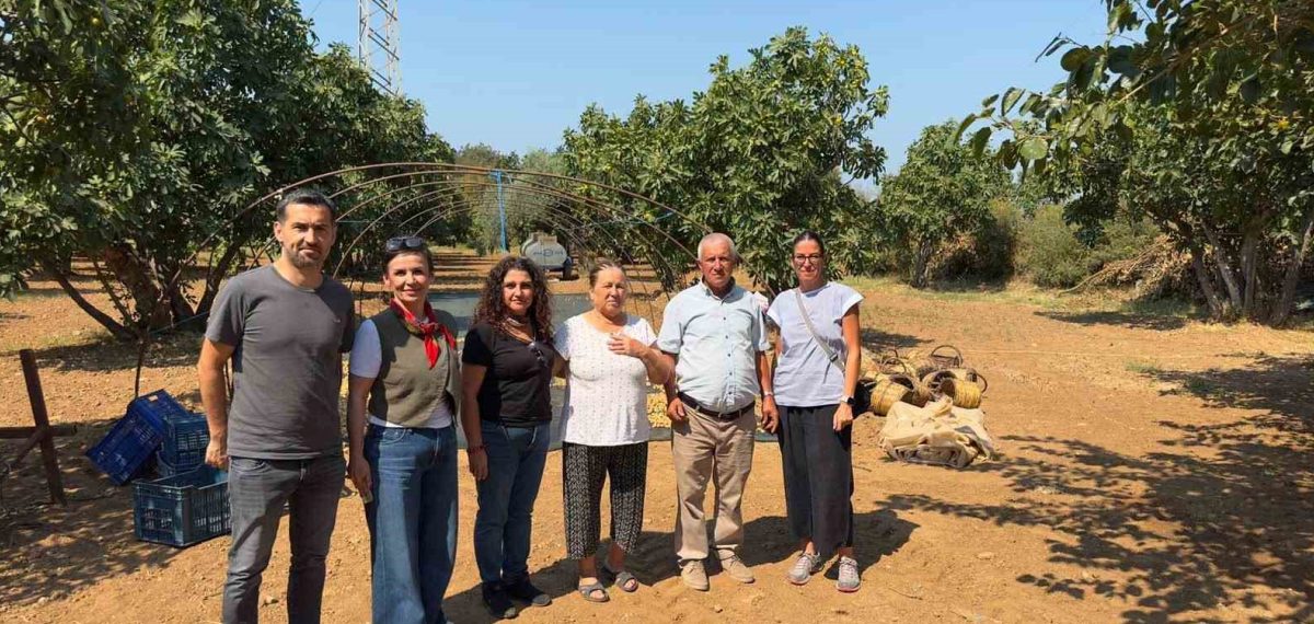 Aydın İnciri denetimleri tamamlandı, coğrafi işaret kriterleri kontrol edildi