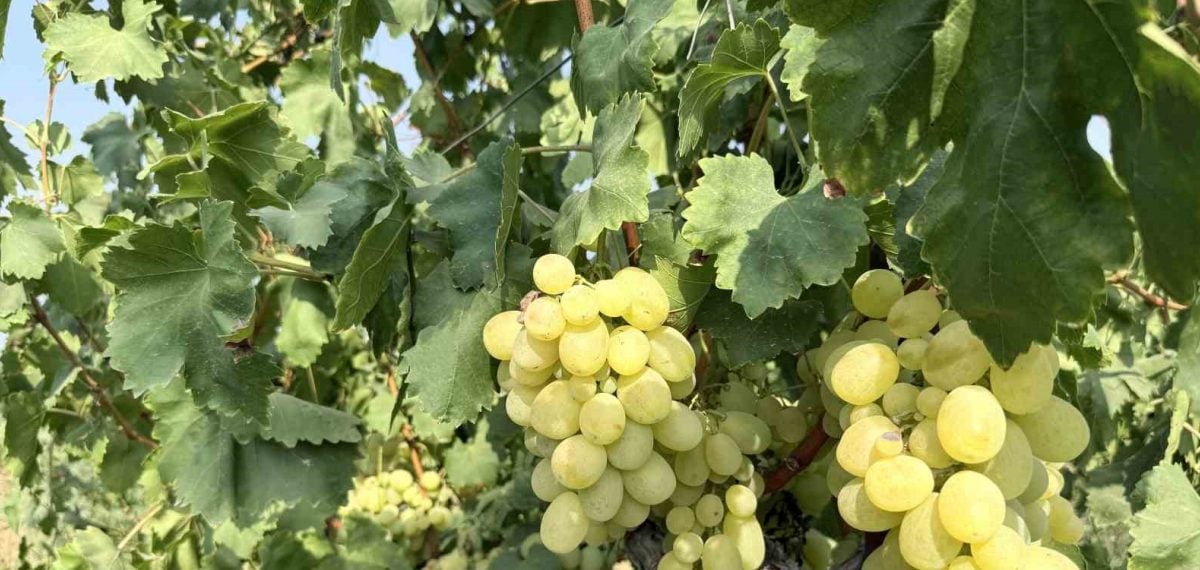 Bağda 10-15 TL’ye inen üzüm, markette 50-100 TL’ye satılıyor