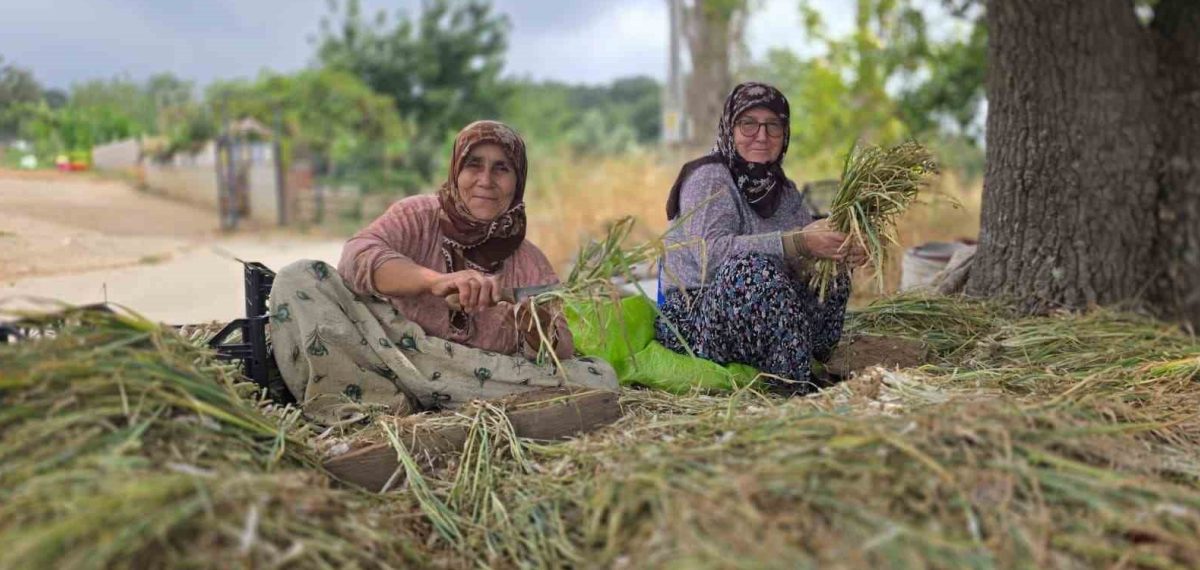 Bandırma kırsalında pırasa sezonu: filizler sökülüp yeniden dikiliyor