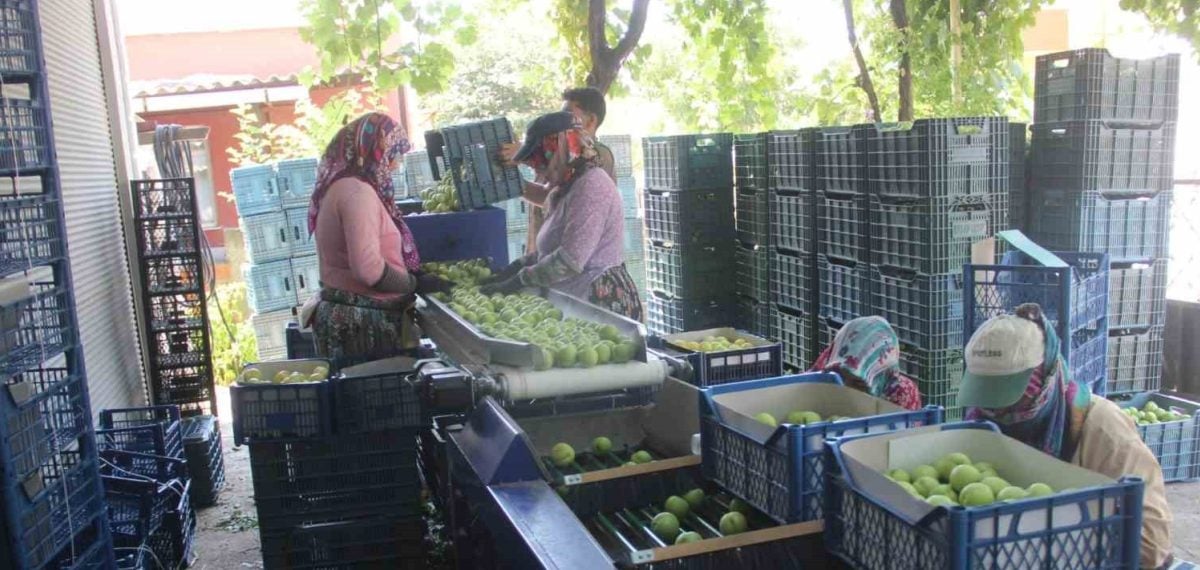 Bayramiç Beyaz nektarininde hasat başladı, üretim yaklaşık 10 bin ton