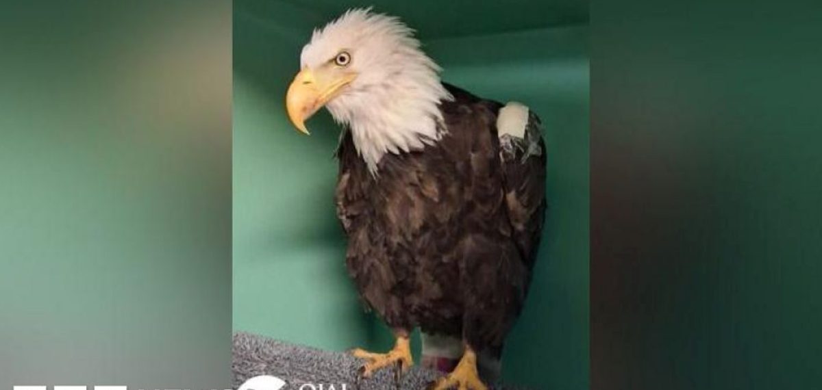 Beloved California bald eagle Jackie dies after weeks of treatment
