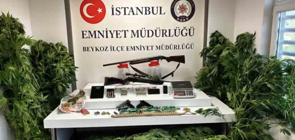 Beykoz’da uyuşturucu baskınında 117 kök kenevir ve çok sayıda silah ele geçirildi