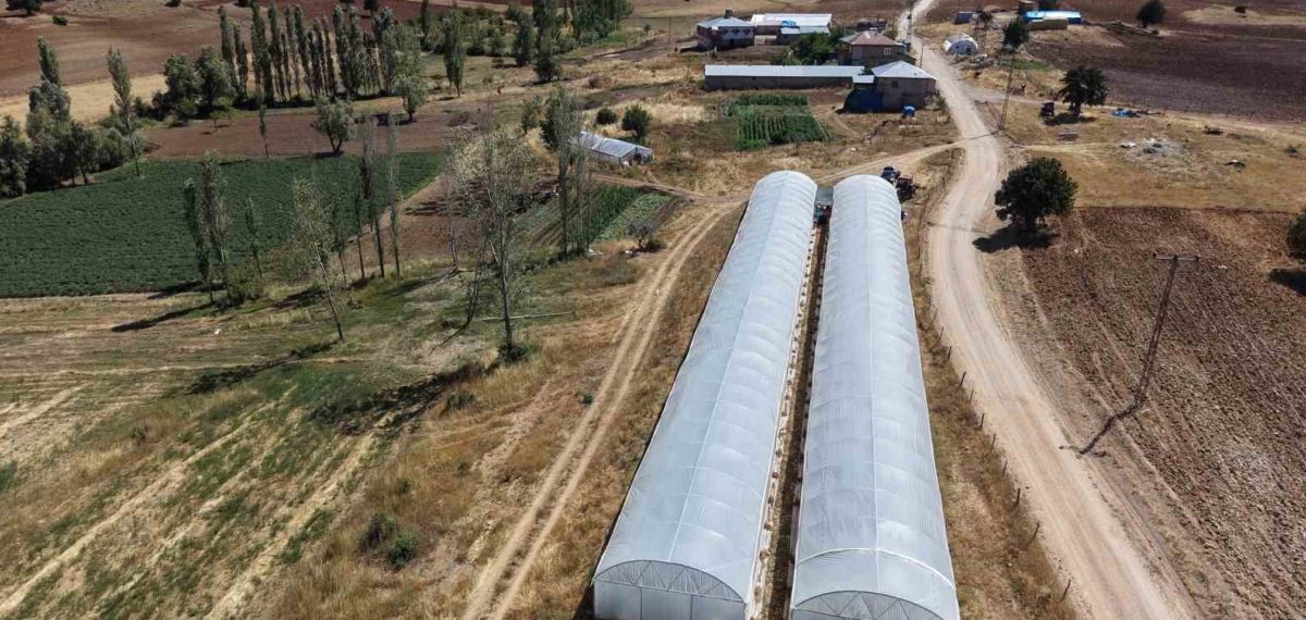 Bin 500 rakımda kurulan serada ilk domates hasadı yapıldı