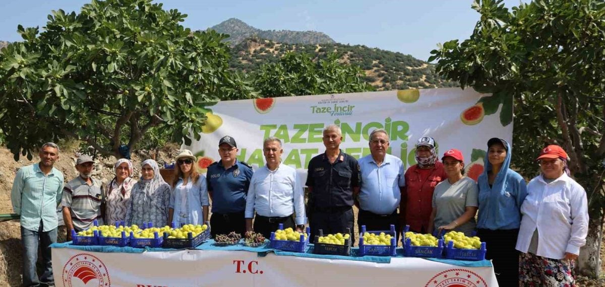 Buharkent’te erken hasat başladı, taze sarı lop incirde verim ve kalite öne çıktı