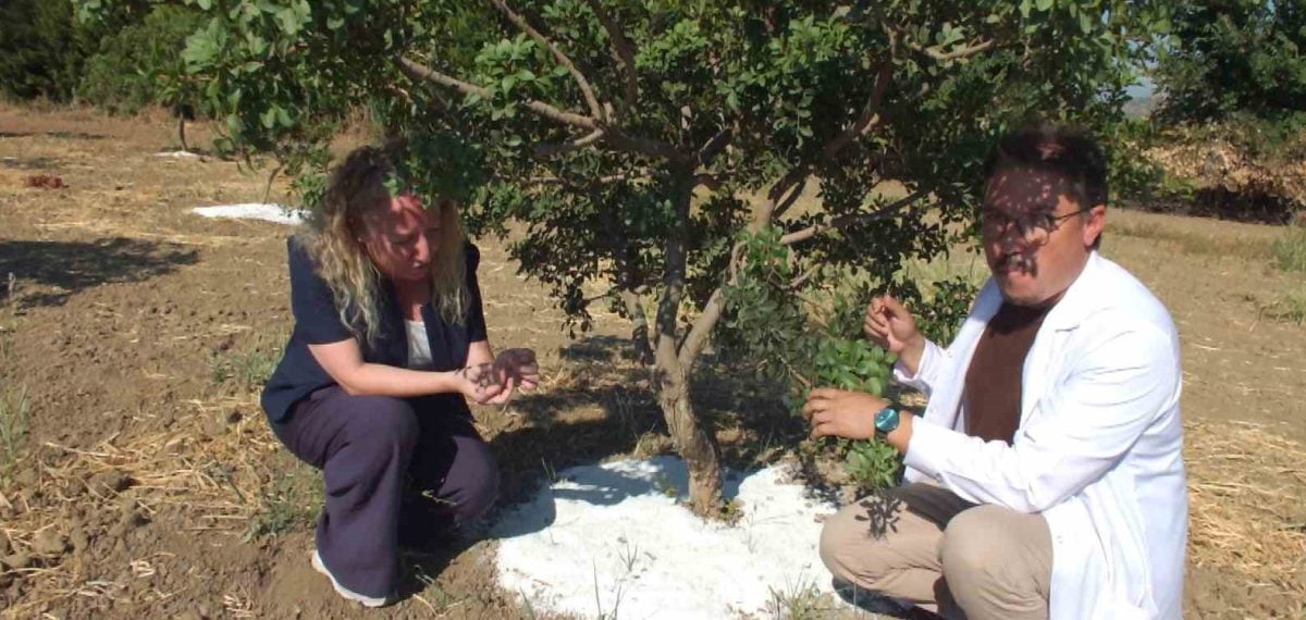 Burhaniye BAÇEM’de 5 yıllık sakız ağaçlarında ilk hasat başladı