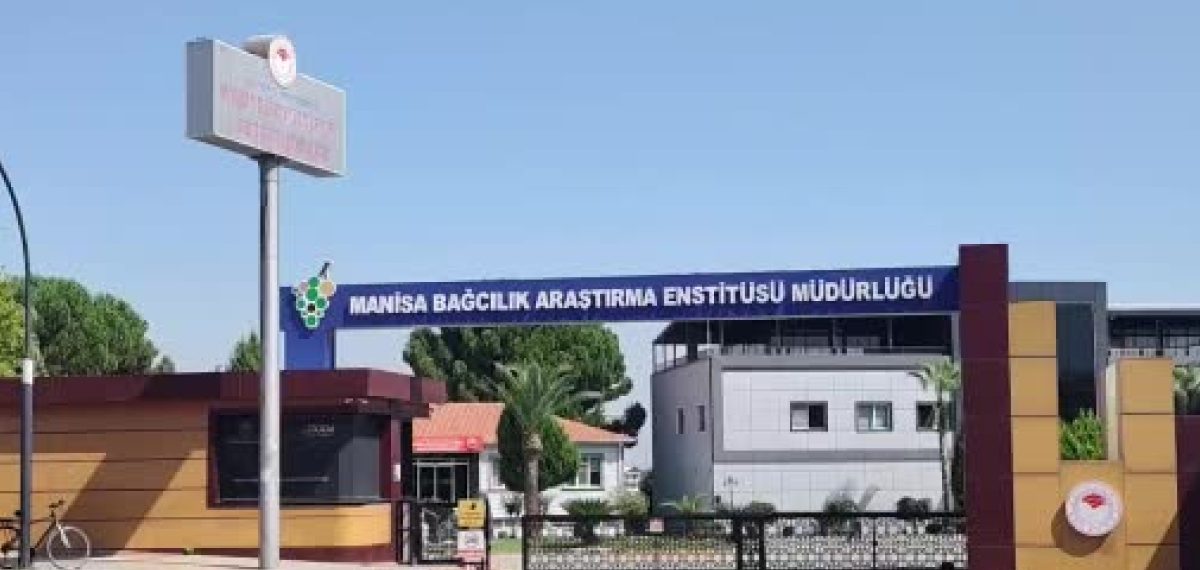 Çilek aromalı Bronx Seedless üzüm Manisa’da hasat edildi, ince kabuğu ticareti sınırlıyor