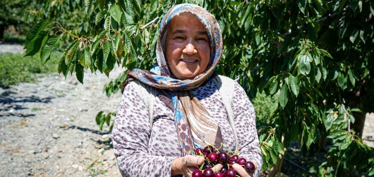 Çubuk Kuruçay’da kiraz hasadı başladı, üreticiler 70-80 ton rekolte bekliyor