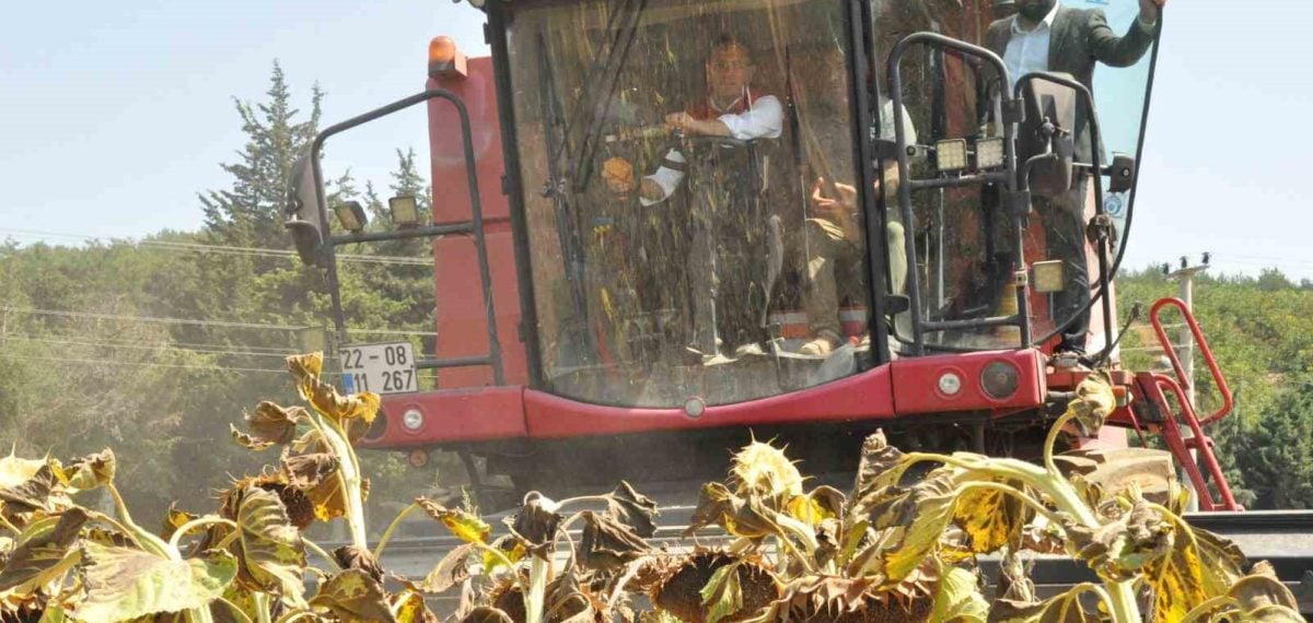 Edirne Mecidiye’de ayçiçeği hasadı yapıldı, Bakan Yardımcısı bereket yılı dedi