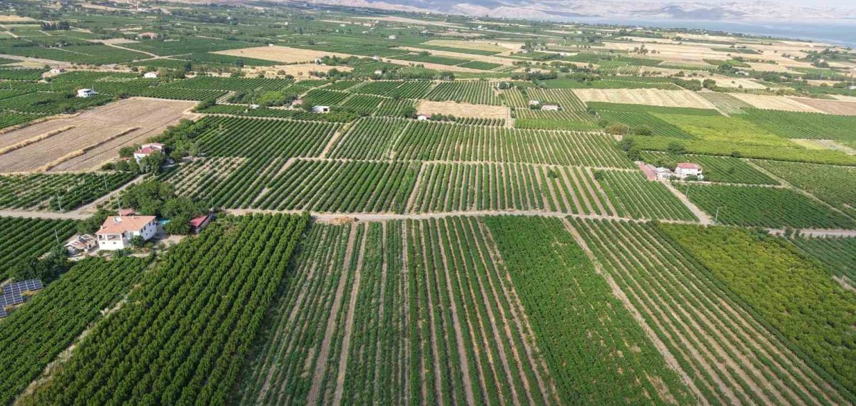 Elazığ’da erkenci Prima ve İlkeren üzümlerinin hasadı başladı, üreticiler pazar istiyor