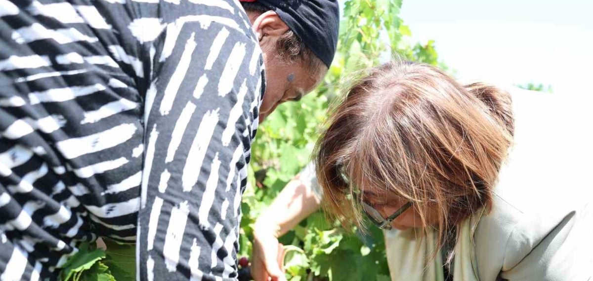 Fatma Şahin üzüm hasadına katıldı, Altınüzüm Ovası sulama altyapısı onarıldı