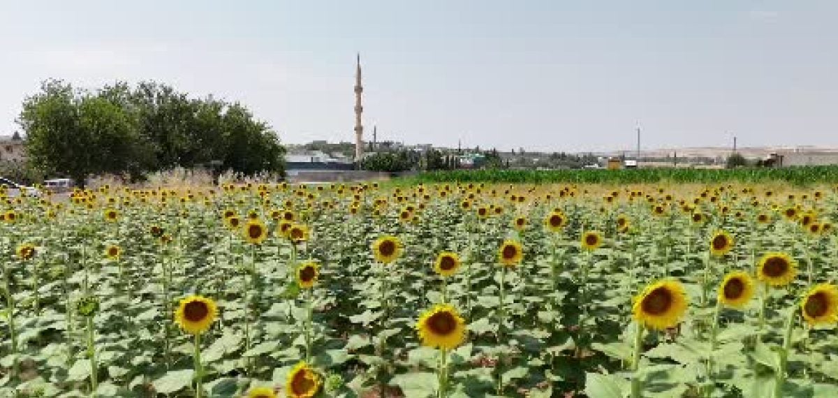 GAP sulamasıyla Şanlıurfa’da tarım dönüşümü: üretim çeşitliliği arttı