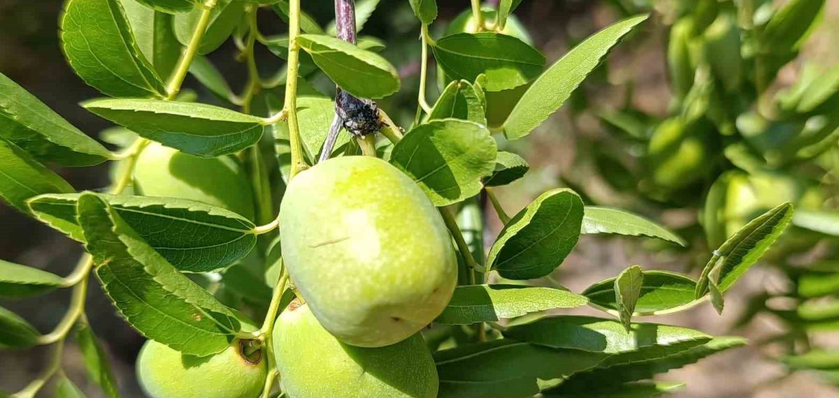 Gümüşsu’da hünnap hasadı başladı, üretim 7-8 ton beklentisiyle sürüyor