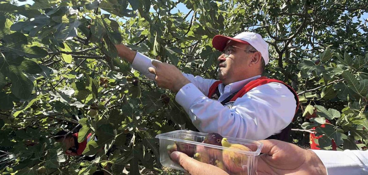 Havran siyah incirinde hasat başladı, üreticilere bereket dileği