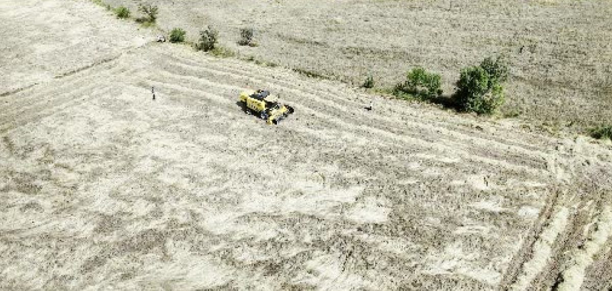 İhsangazi’de yetişen siyez buğdayı Zeytinburnu ekibinin incelemesinde