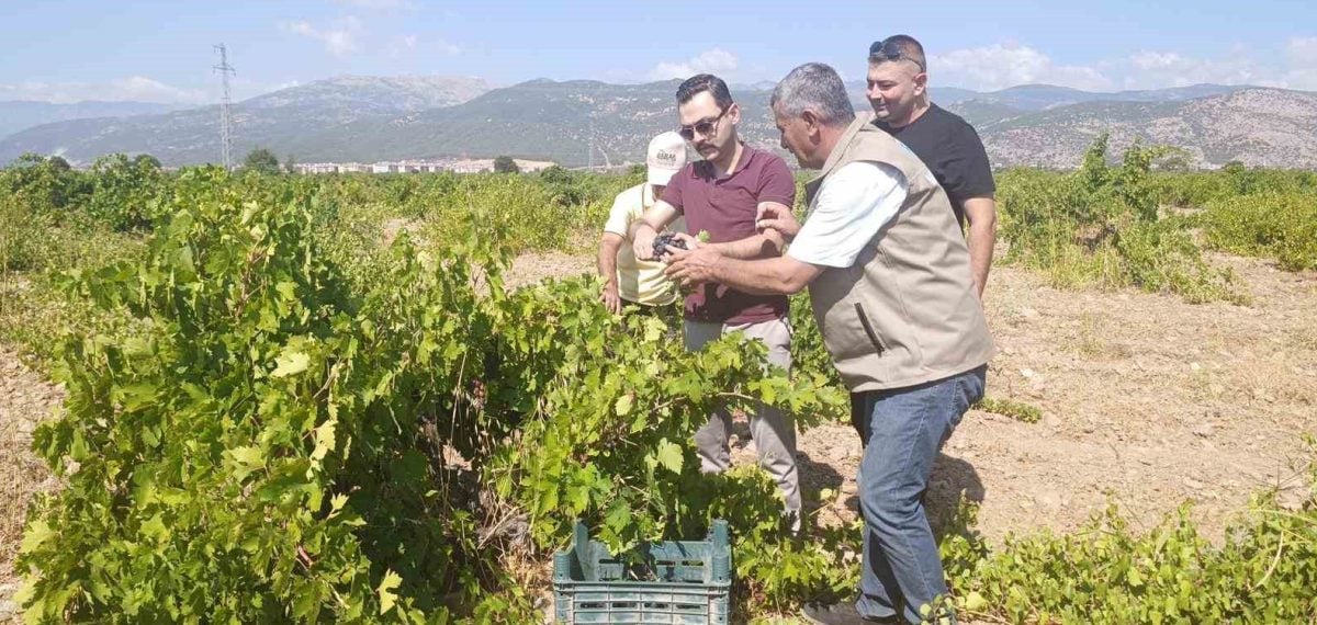 İslahiye’de hatun parmağı ve Antep karası üzüm hasadı başladı, Kaymakam tarlada inceleme yaptı