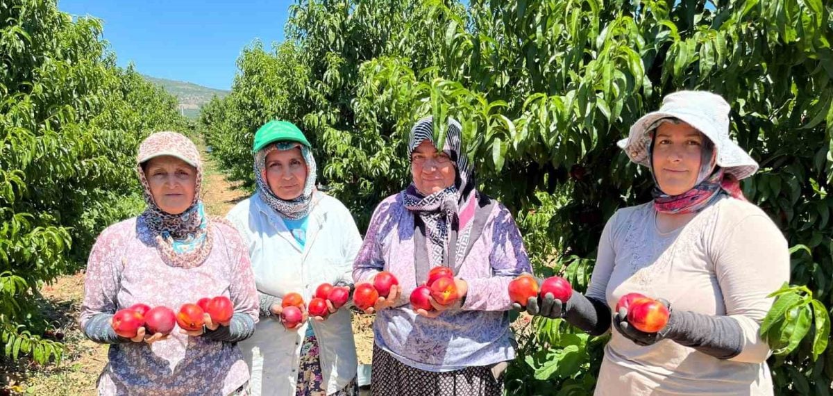 İznik’te nektarin tarlasından 15 TL’ye satılıyor, markette fiyat 100 TL’ye kadar çıkıyor
