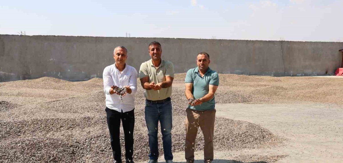 Kahramanmaraş’ta çerezlik ay çekirdeği hasadı başladı, 7-10 bin ton bekleniyor