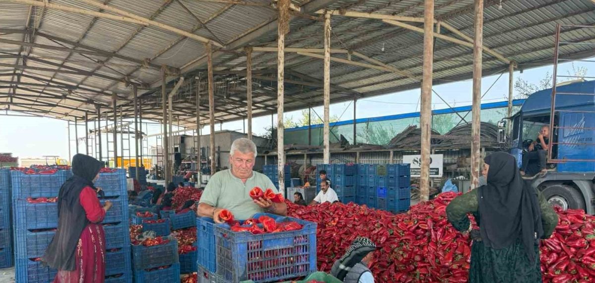Karacabey’de kapya biber fiyatı geriledi, üreticiler fabrikalara tepki gösterdi