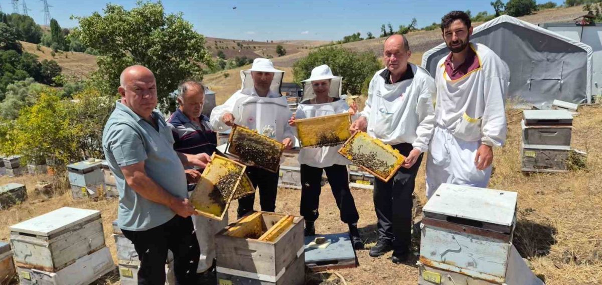 Karadeniz arı ıslah projesiyle verimli ana arı üretimi artırılıyor