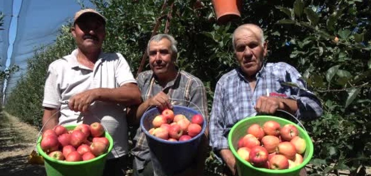 Karaman’da yazlık Gala elması hasadı başladı, rekolte tarihi seviyede bekleniyor