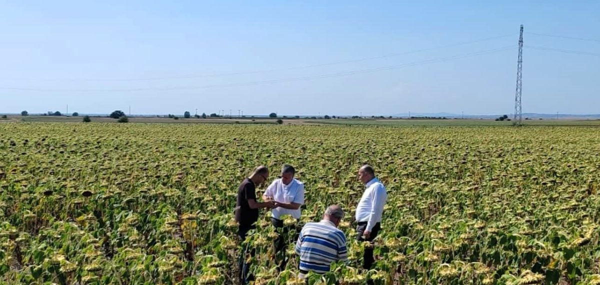 Kırklareli’de yerli ayçiçeği tohumu tarlada test edildi, üreticilerle değerlendirme yapıldı