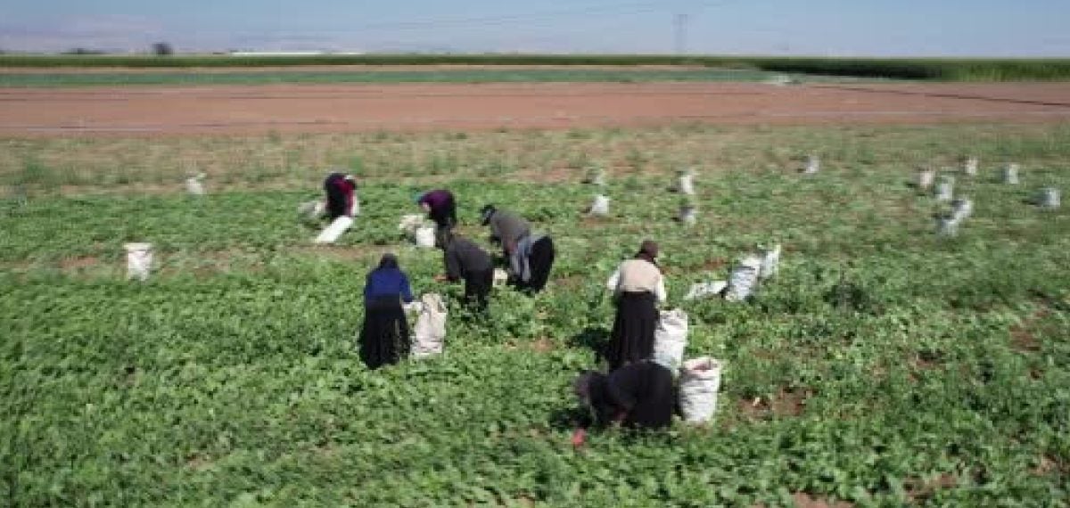 Konya Ovası’nda erken kırmızı turp hasadı başladı, iç piyasaya gönderiliyor