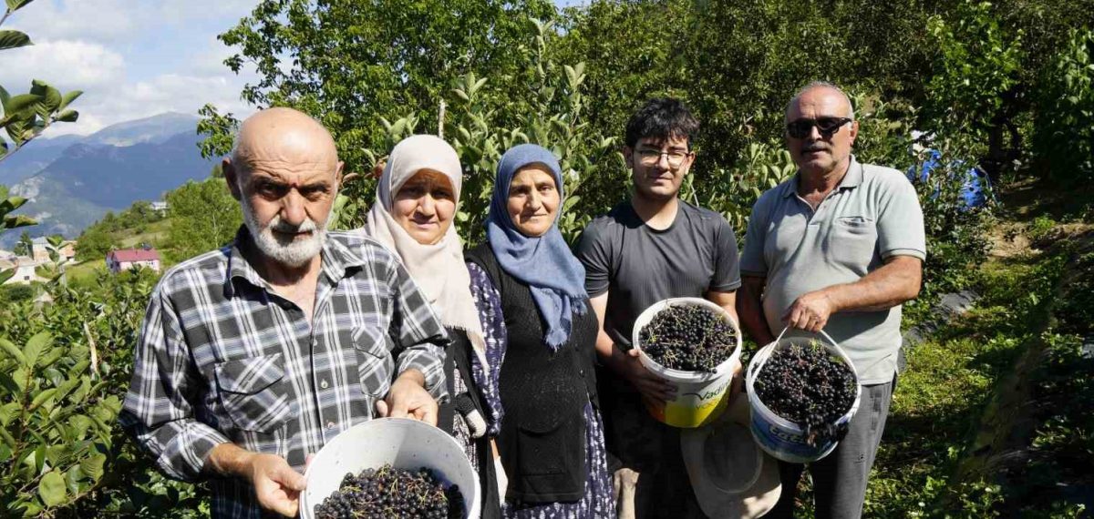 Kürtün’de aronya üretimi artıyor, 60 dekarda 75 ton hedefleniyor