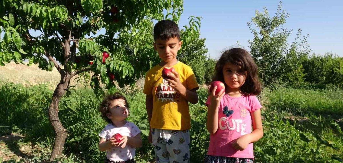 Malatya’da erkenci Santa Maria armudu ve nektarin hasadı başladı, üretici pazar ağı kurdu