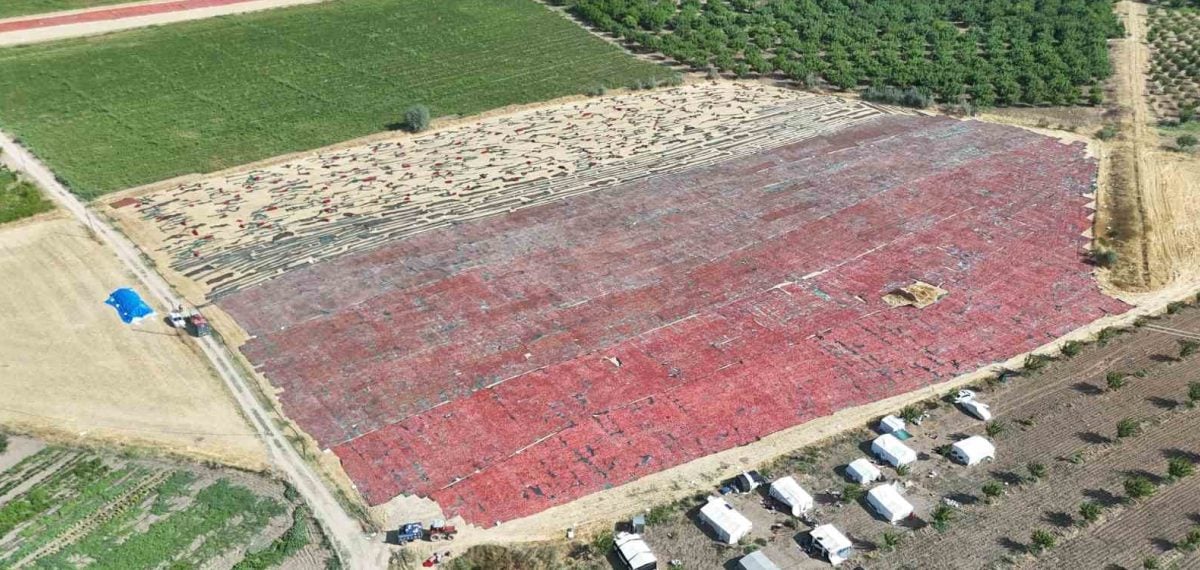 Malatya’da kurutmalık domates hasadı başladı, ürünler Avrupa ve Orta Doğu’ya çıkıyor