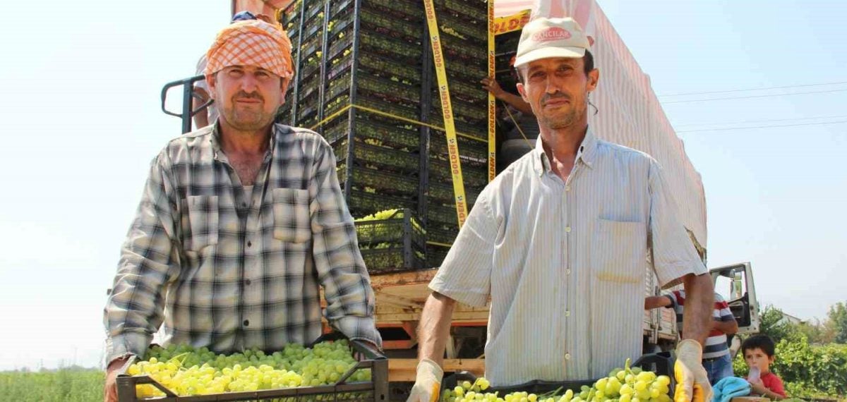 Manisa’da çekirdeksiz Sultani üzümün kesim ve ihracat tarihlerine karar verildi