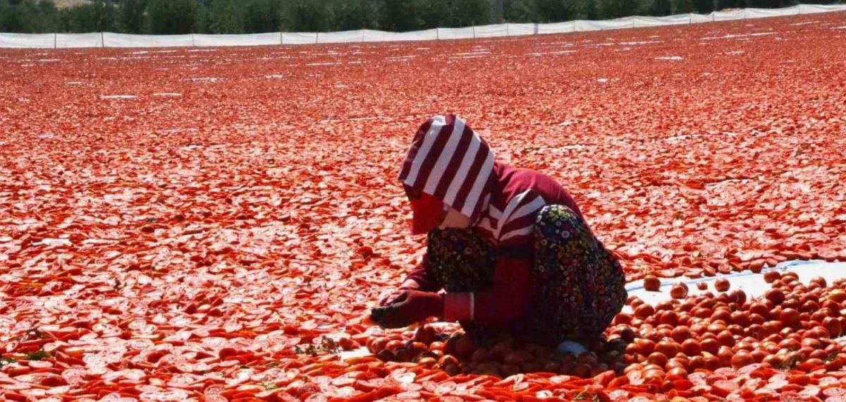 Manisa’da kurutmalık domates serimleri başladı, 30’dan fazla ülkeye ihraç ediliyor
