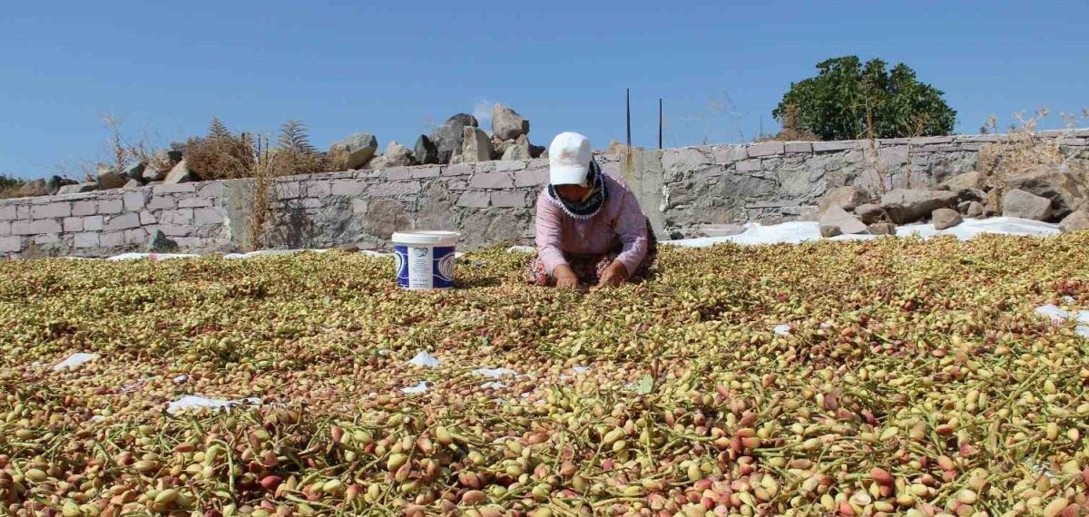 Manisa’da Yuntdağı Fıstığı Hasat Şenliği 6 Eylül’de Akçaköy’de