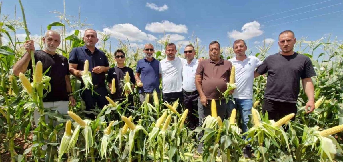 MAY Tohum, Karaman’da yeni hibrit tatlı mısır çeşitlerini üreticilerle buluşturdu