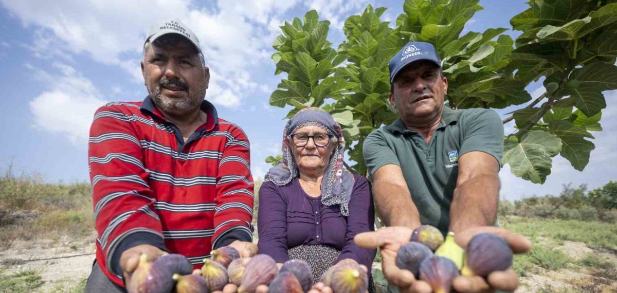 Mersin’de dağıtılan siyah incir fidanları meyve vermeye başladı ve tescil başvurusu yapıldı