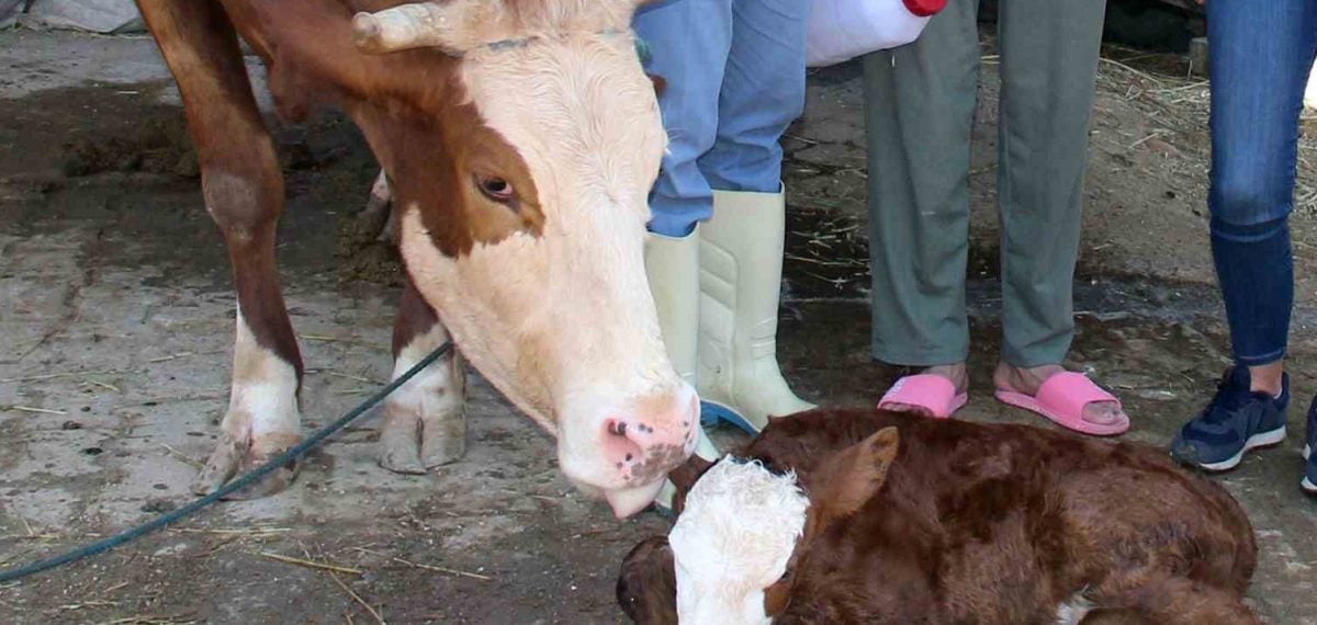 Muğla’da yeni doğan buzağı bakım projesi başlıyor: İlk 24 saate müdahale